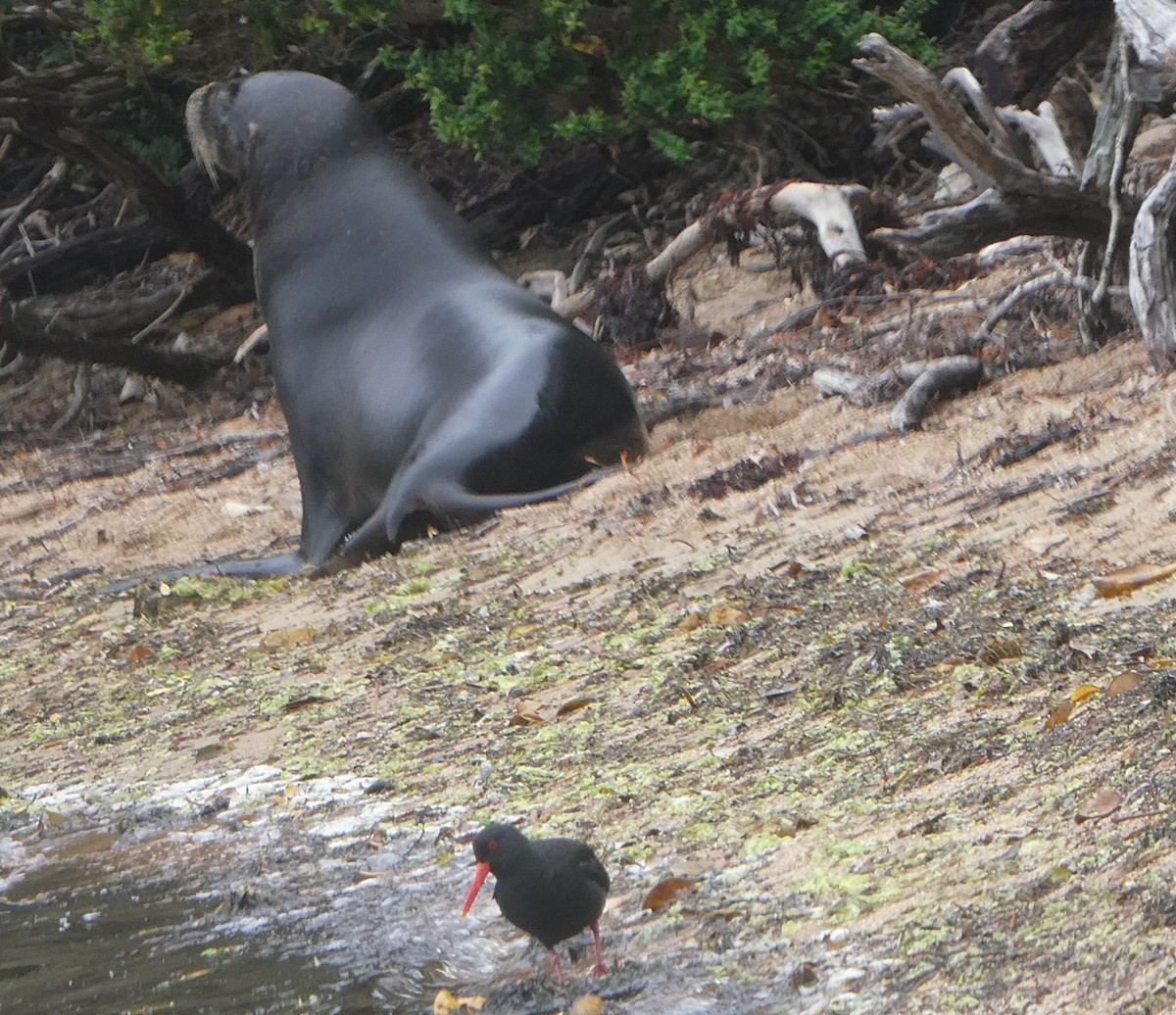 Ostrero Variable - ML647232253