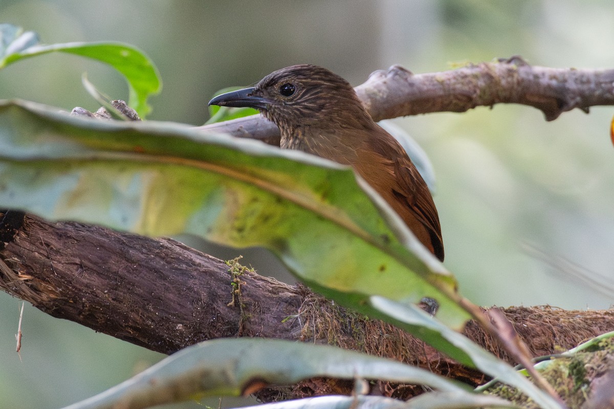 Streak-capped Treehunter - ML647232254