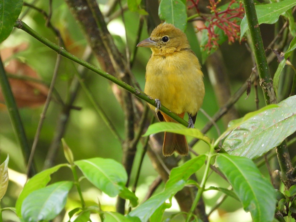 Summer Tanager - ML647232266