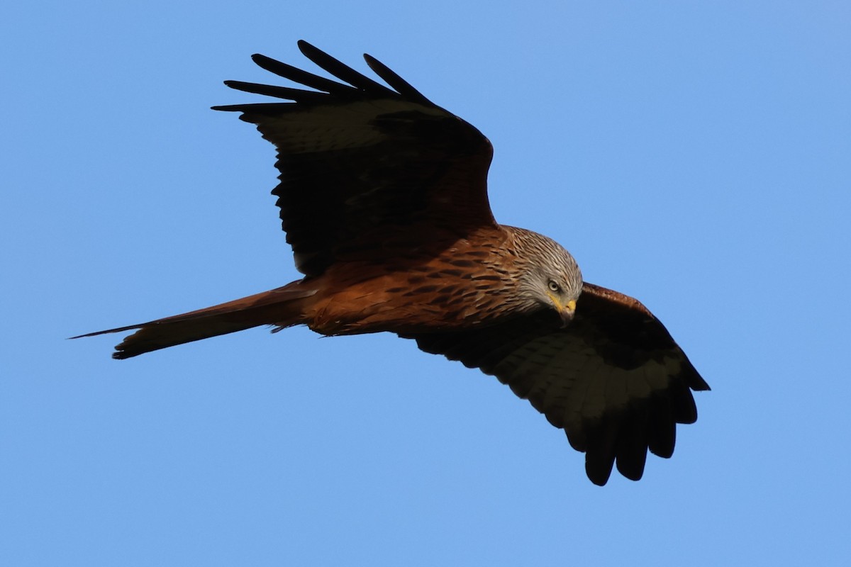 Red Kite - ML647232278