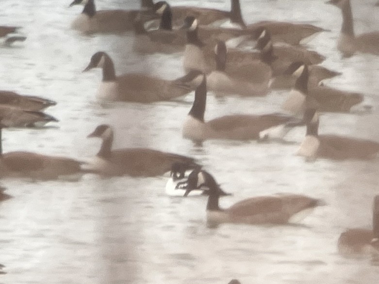 Barrow's Goldeneye - ML647232282