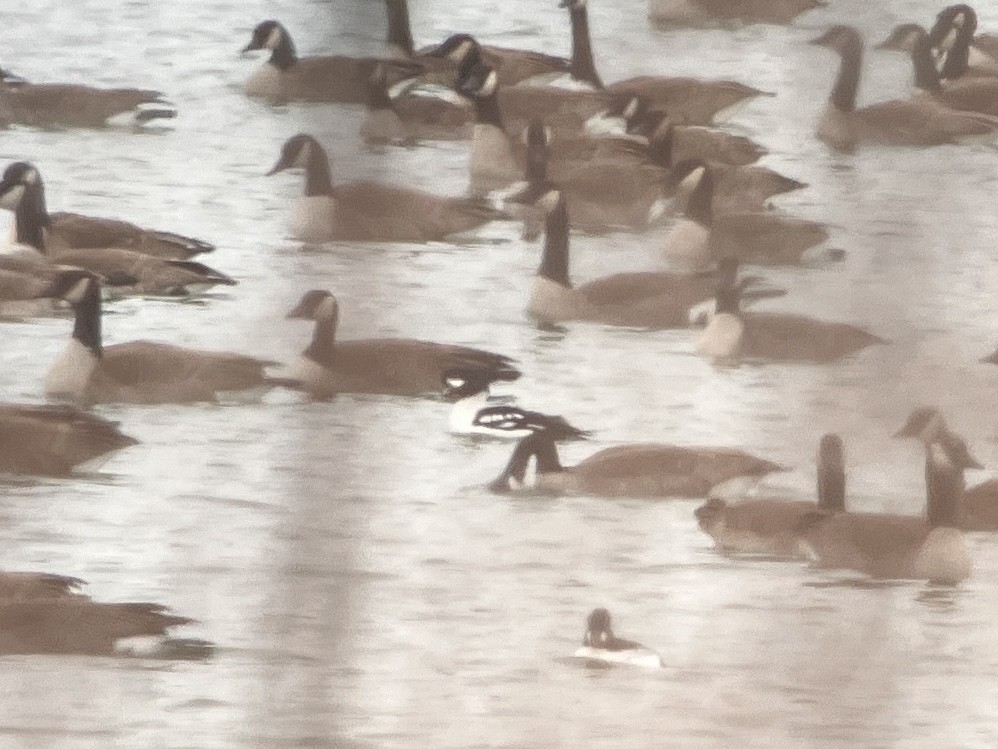 Barrow's Goldeneye - ML647232283