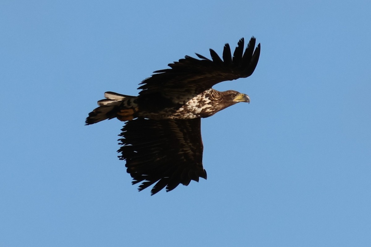 White-tailed Eagle - ML647232286