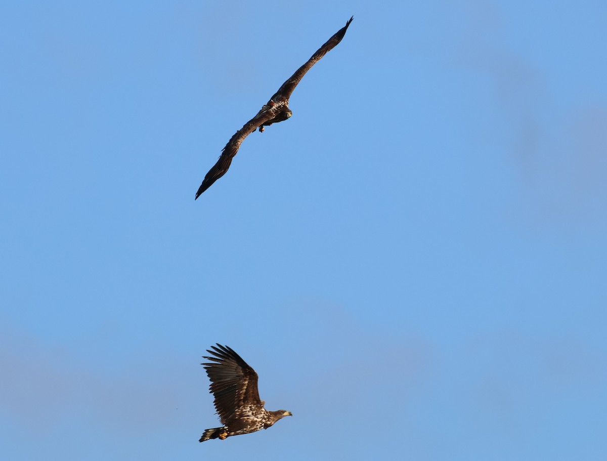 White-tailed Eagle - ML647232287