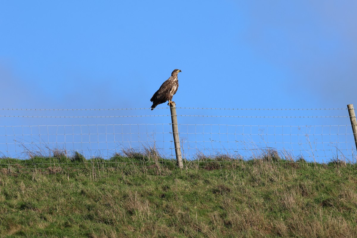 White-tailed Eagle - ML647232288