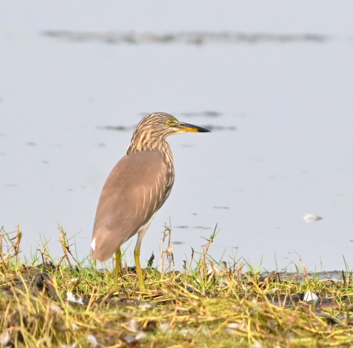 Indian Pond-Heron - ML647232289