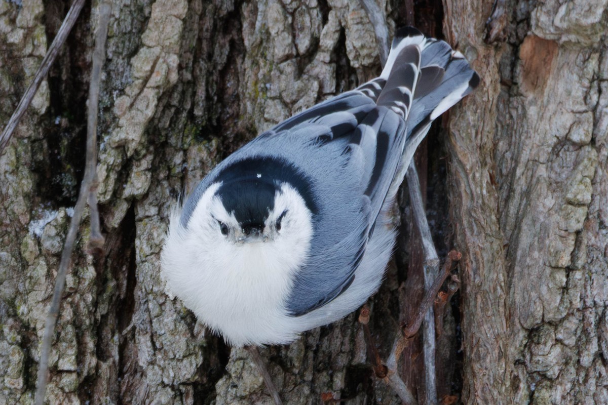 White-breasted Nuthatch - ML647232291
