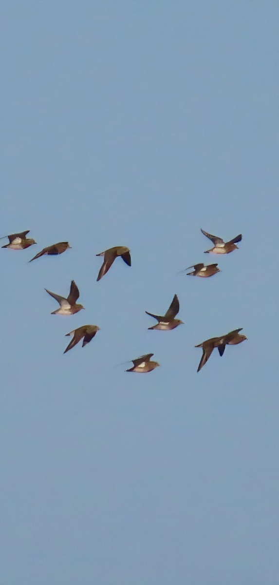 Сивка звичайна - ML647232296