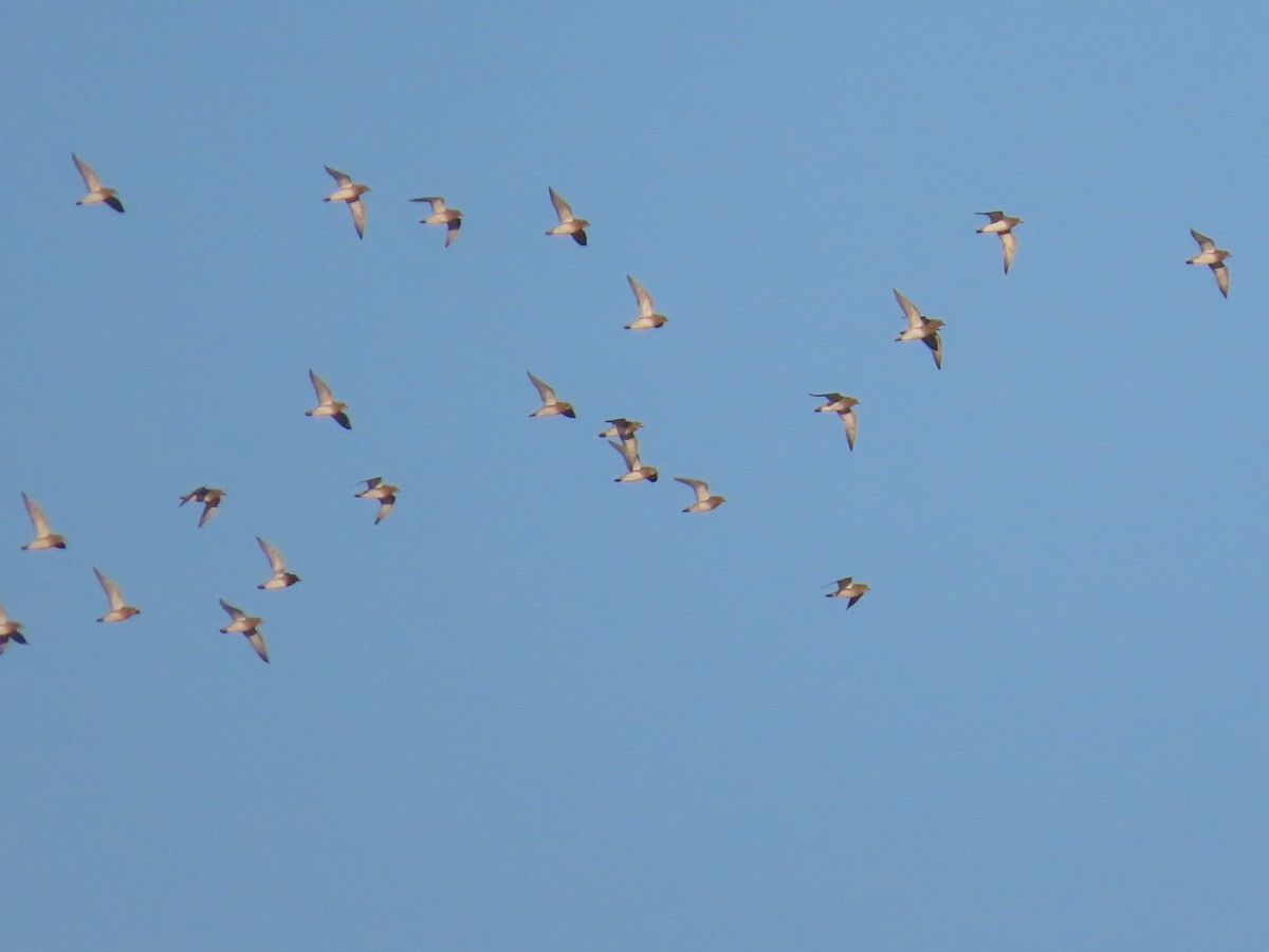 Сивка звичайна - ML647232297