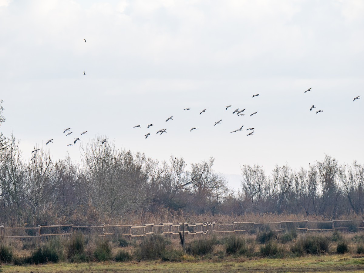 Common Crane - ML647232306