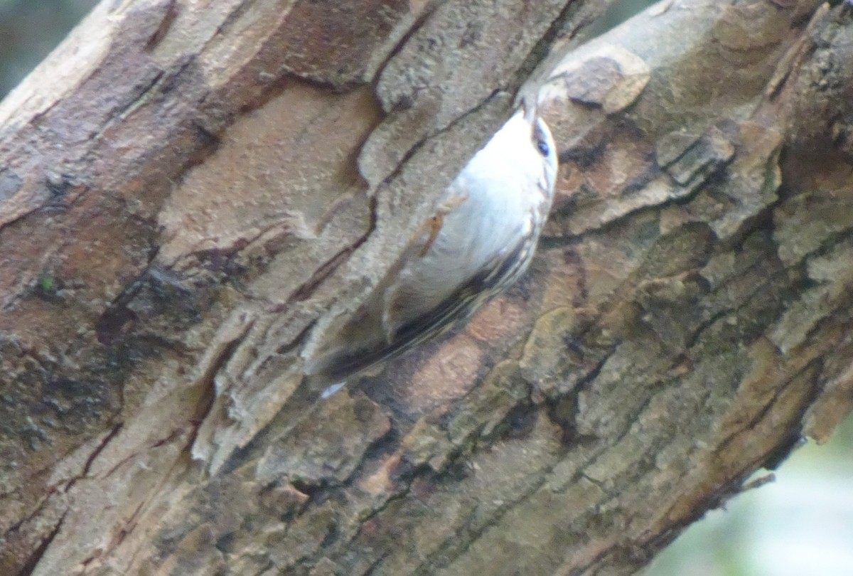 タンシキバシリ - ML647232311