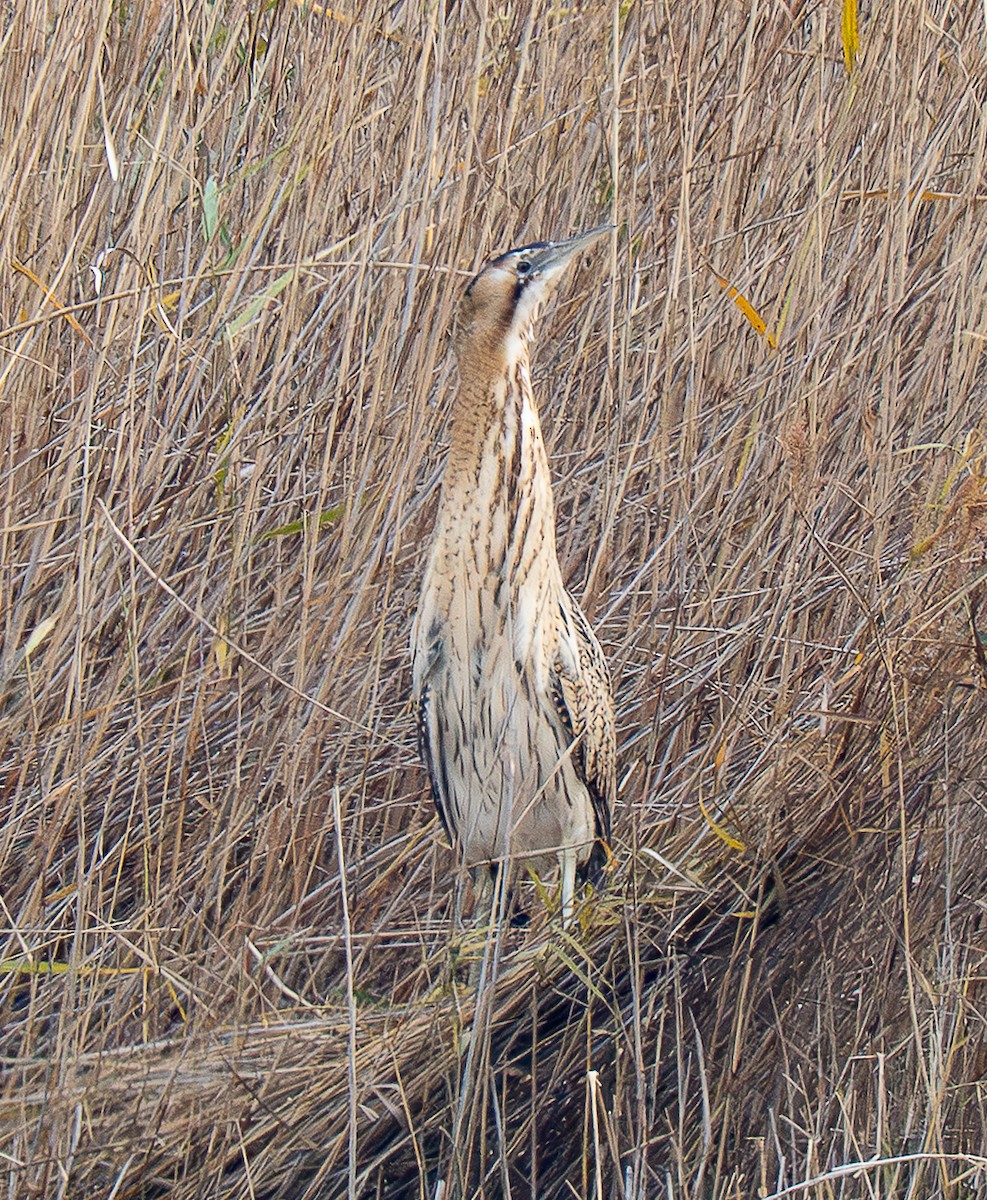 Eurasian Bittern - ML647232313