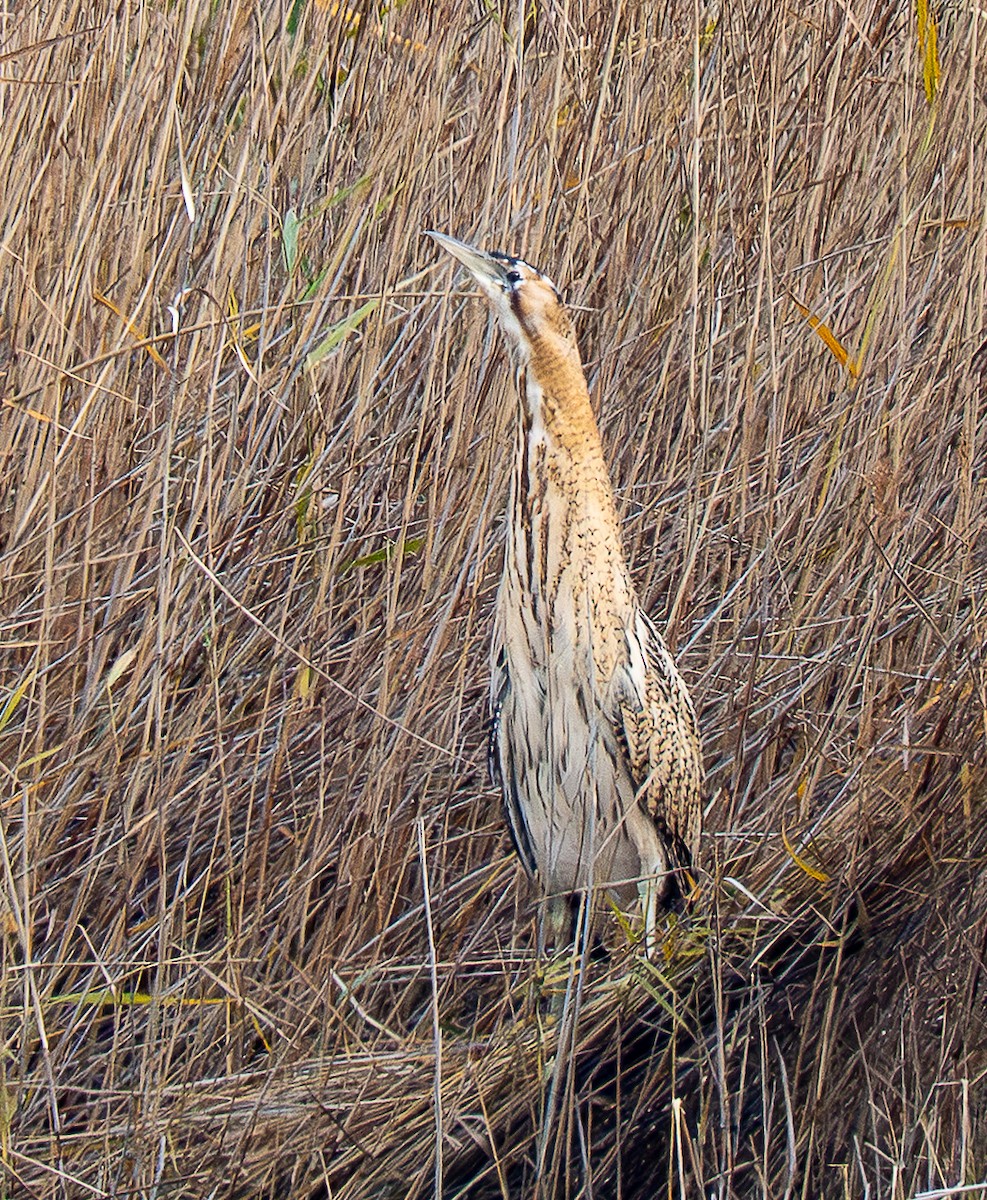 Eurasian Bittern - ML647232314