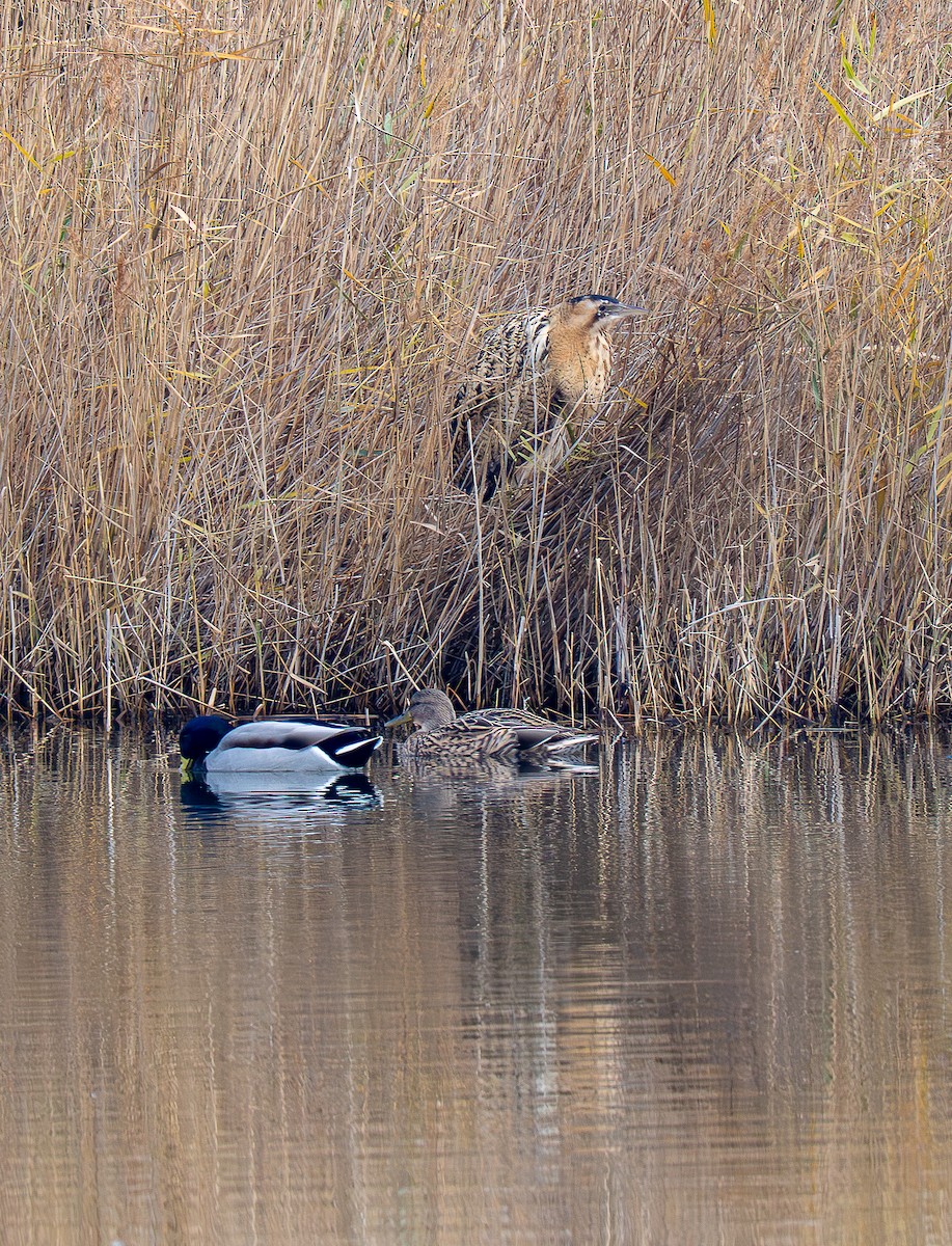 Eurasian Bittern - ML647232315