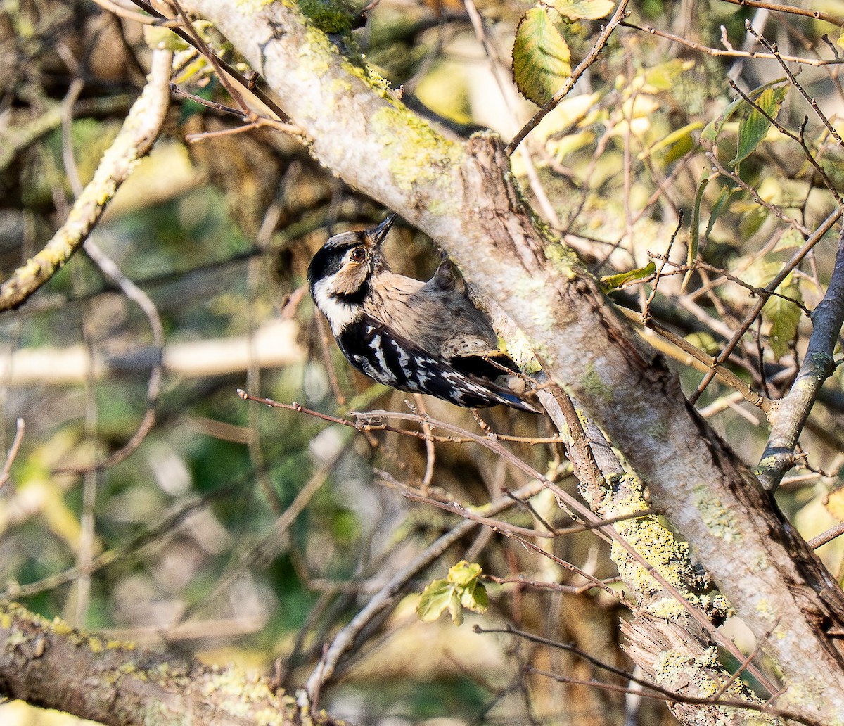 Lesser Spotted Woodpecker - ML647232324