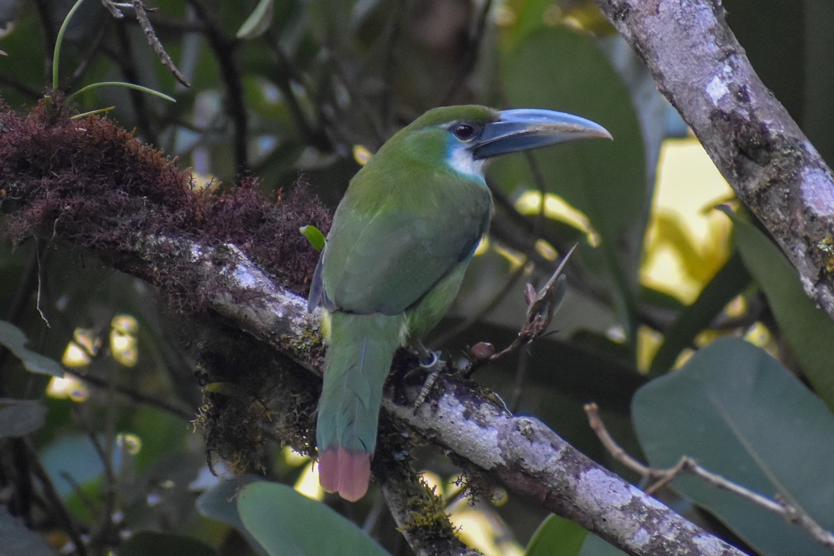Blue-banded Toucanet - ML647232326
