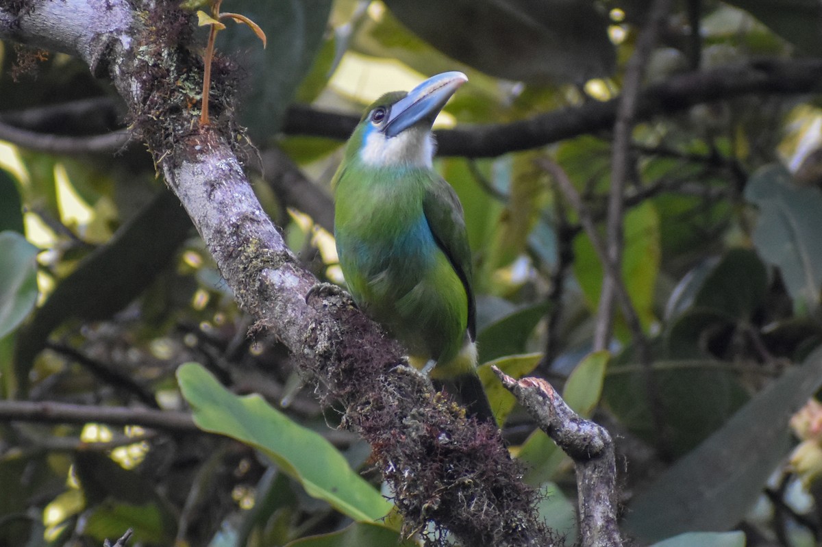 Blue-banded Toucanet - ML647232328