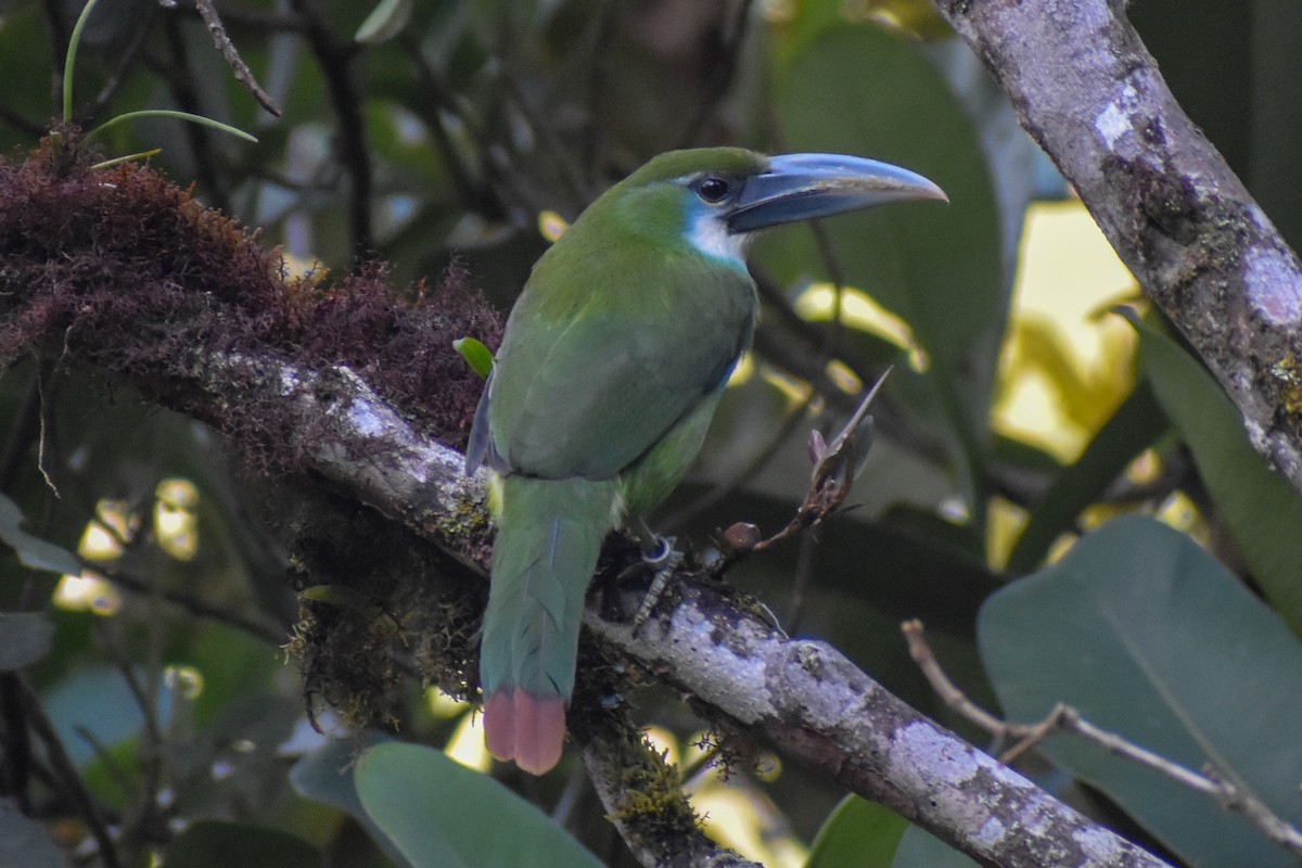 Blue-banded Toucanet - ML647232329