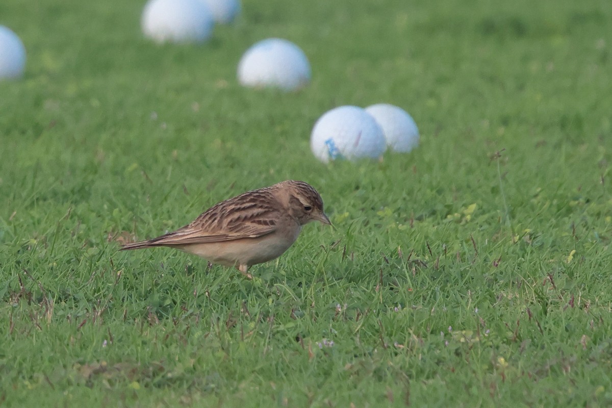 Жайворонок тибетський - ML647232332