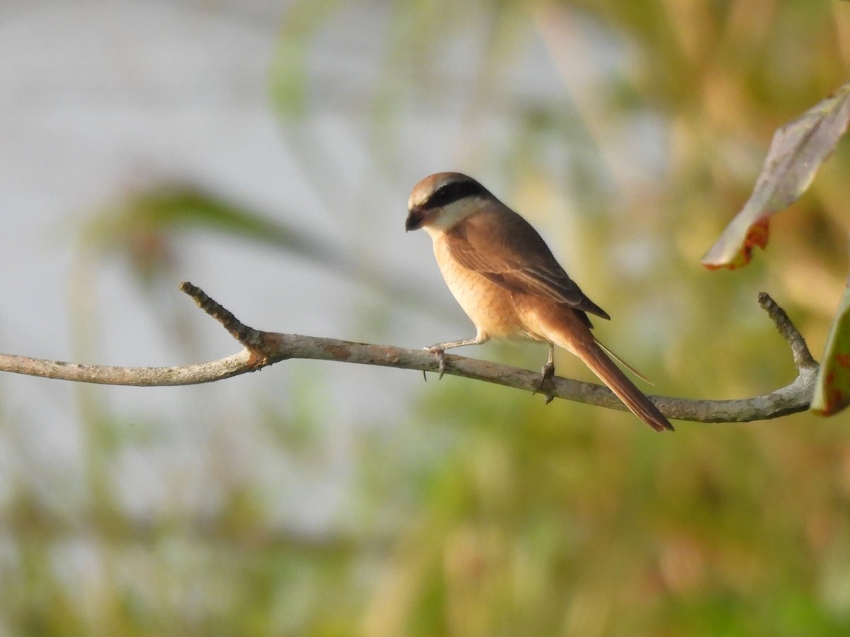 Brown Shrike - ML647232343