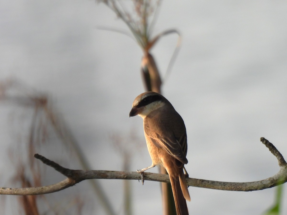 Brown Shrike - ML647232344