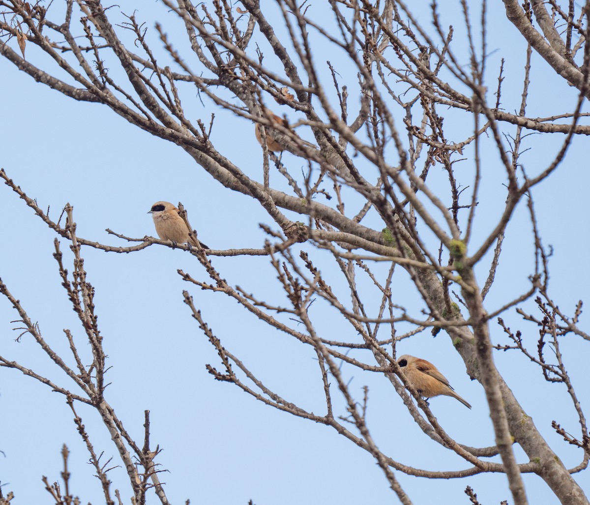 Eurasian Penduline-Tit - ML647232345