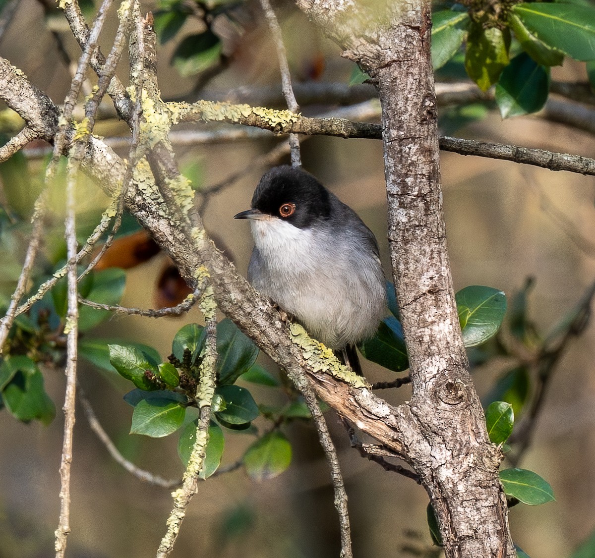 Sardinian Warbler - ML647232353