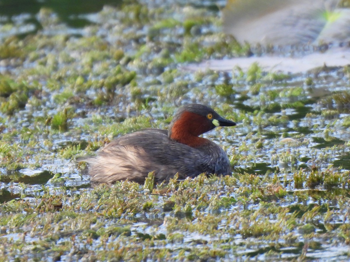Little Grebe - ML647232367