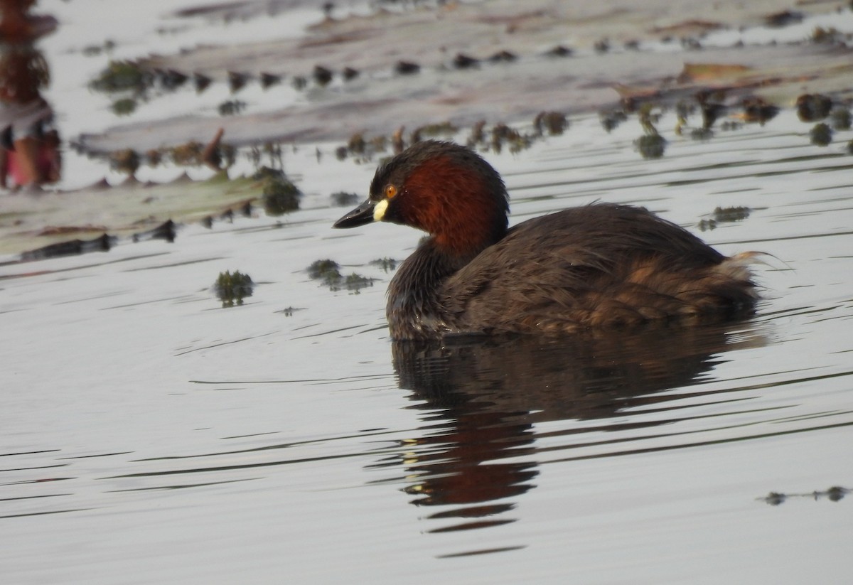Little Grebe - ML647232368