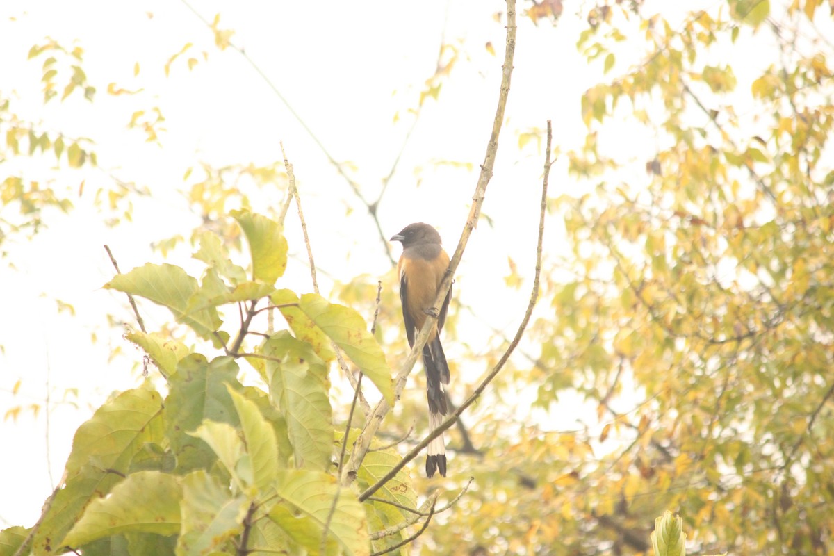 Rufous Treepie - ML647232382