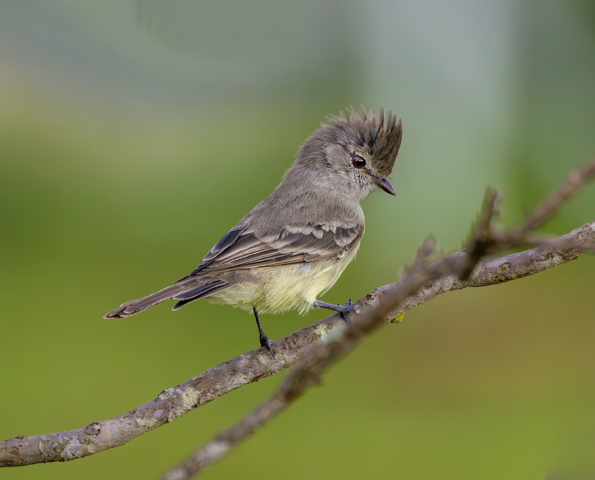 Southern Scrub-Flycatcher - ML647232384