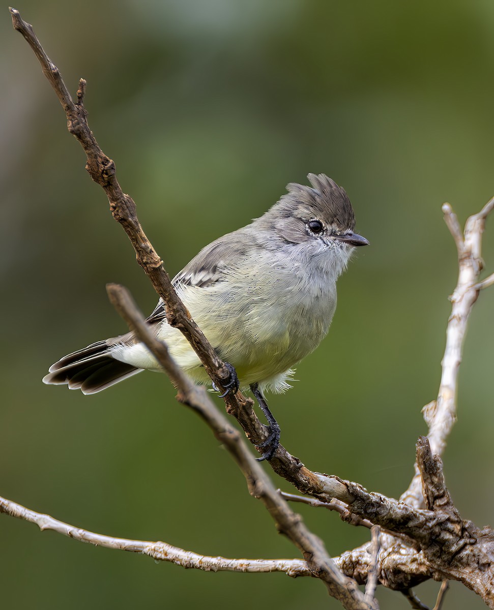 Southern Scrub-Flycatcher - ML647232385