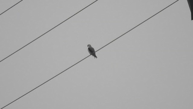 Шуліка чорноплечий - ML647232400