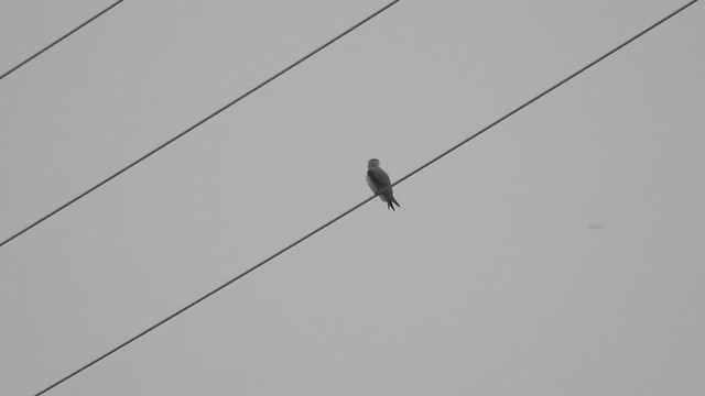 Шуліка чорноплечий - ML647232403