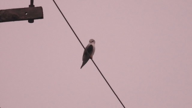 Шуліка чорноплечий - ML647232404