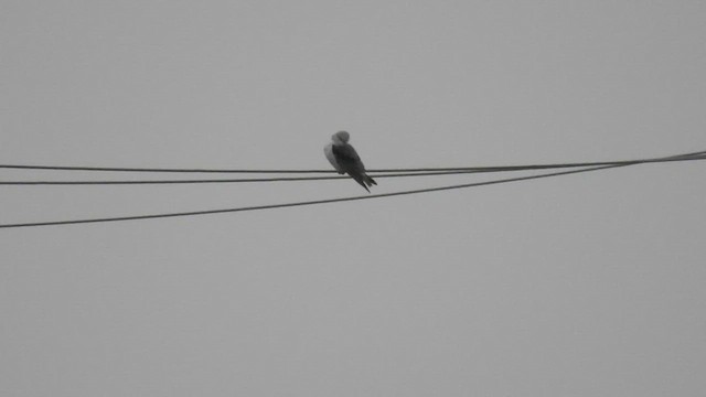 Шуліка чорноплечий - ML647232406