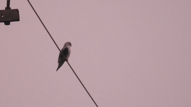 Шуліка чорноплечий - ML647232407