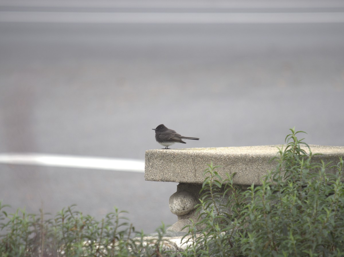 Black Phoebe - ML647232428