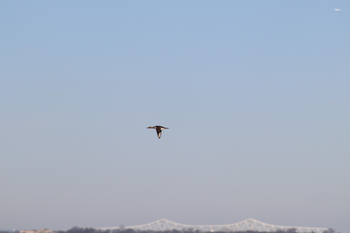 Hooded Merganser - ML647232429