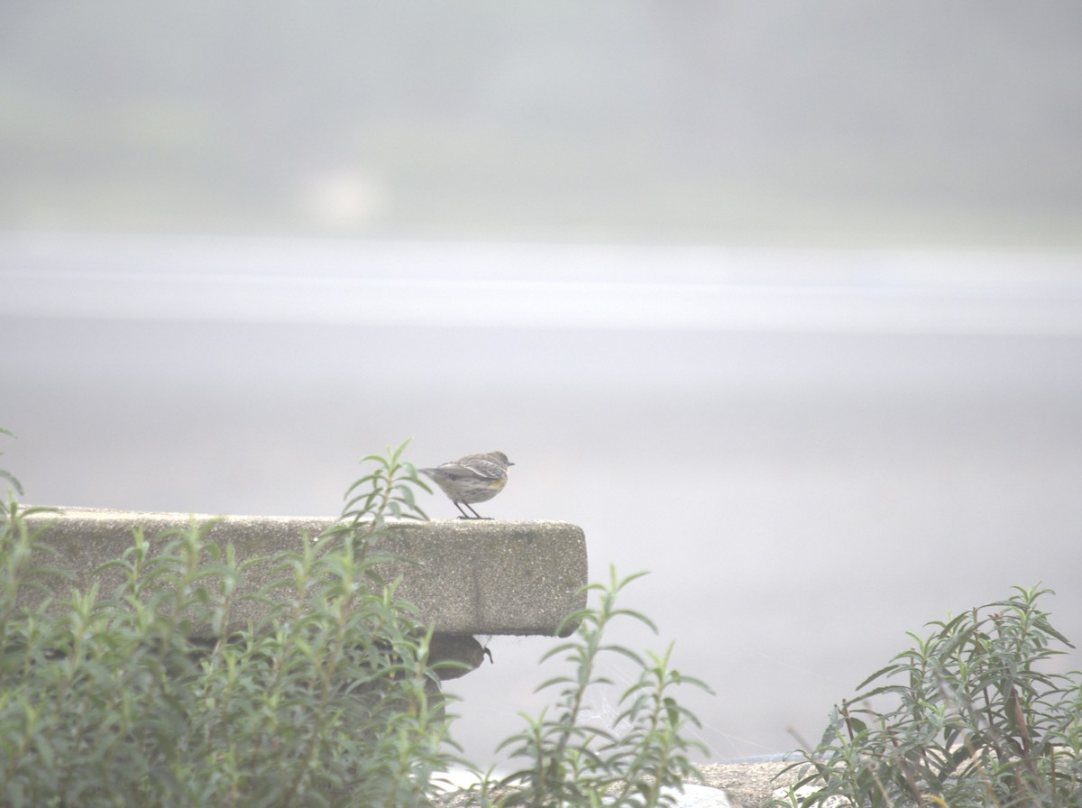 Yellow-rumped Warbler - ML647232457