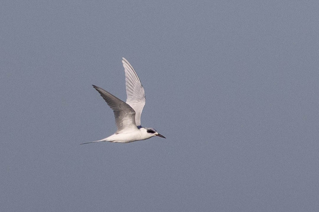 Forster's Tern - ML647232499