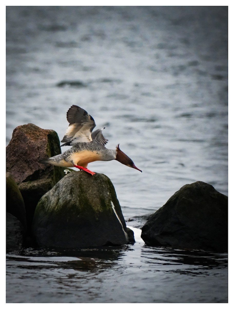 Common Merganser - ML647232500