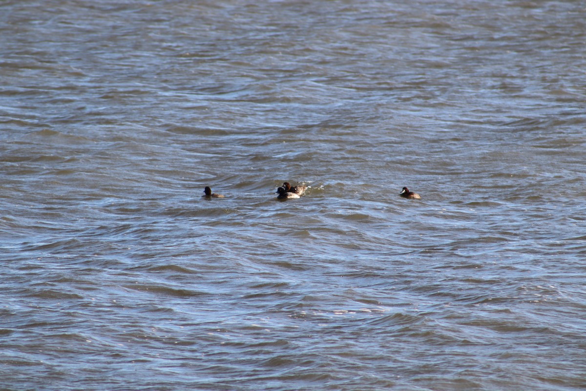 Greater Scaup - ML647232530