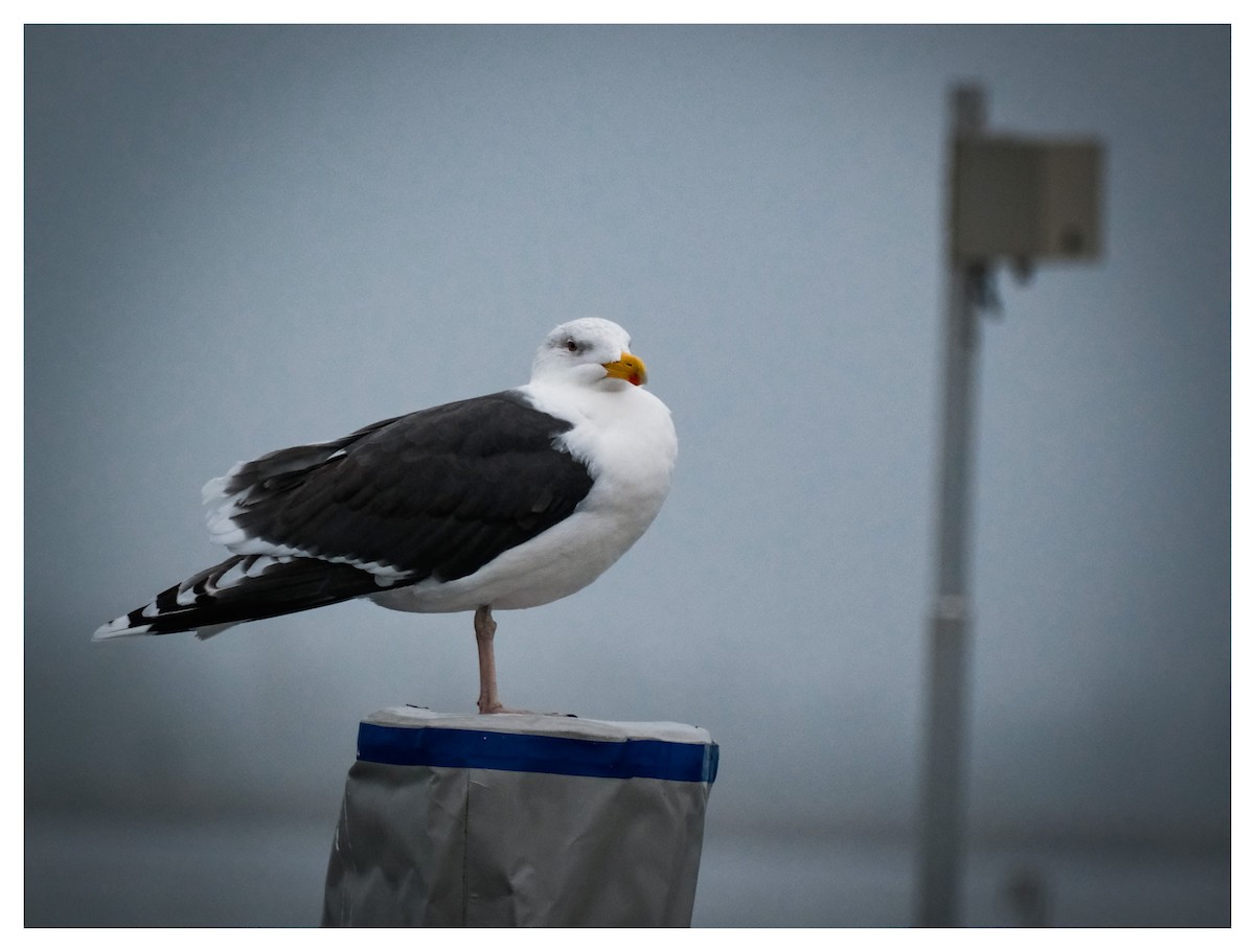 Great Black-backed Gull - ML647232548
