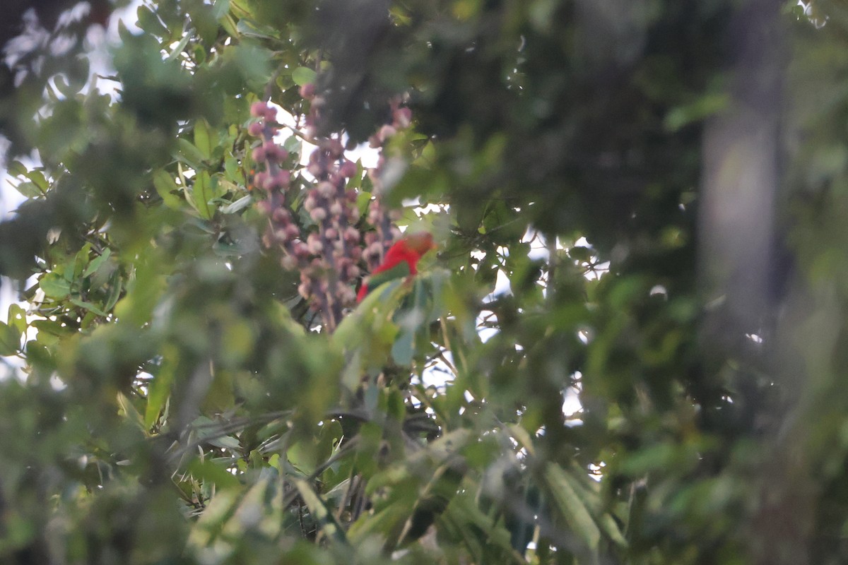 Chattering Lory - ML647232549