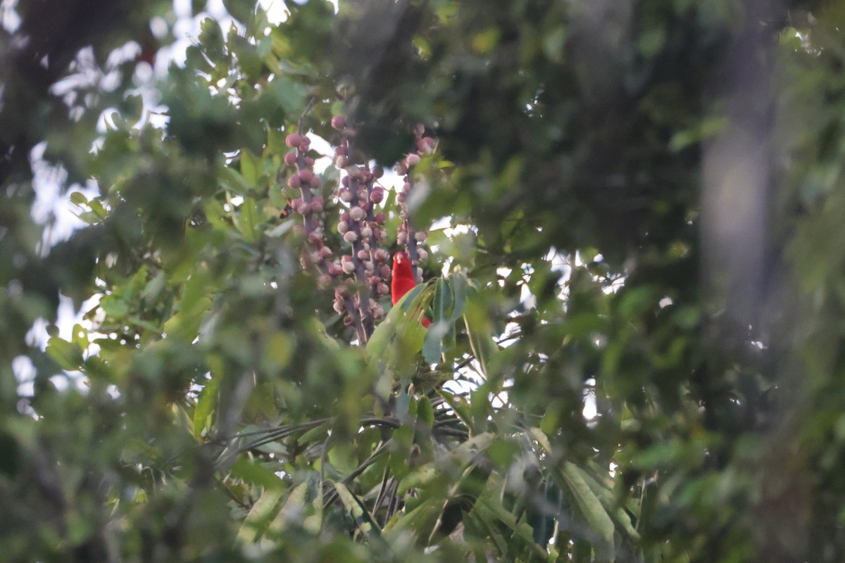 Chattering Lory - ML647232550