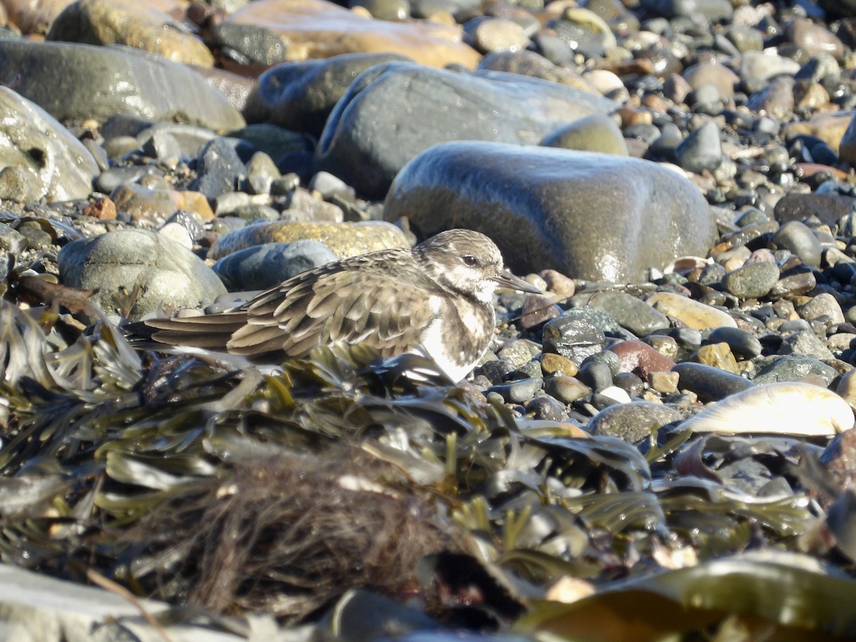 Ruddy Turnstone - ML647232555
