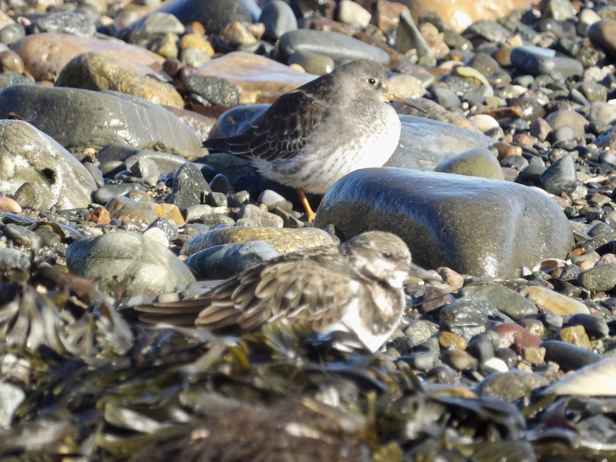 Ruddy Turnstone - ML647232556