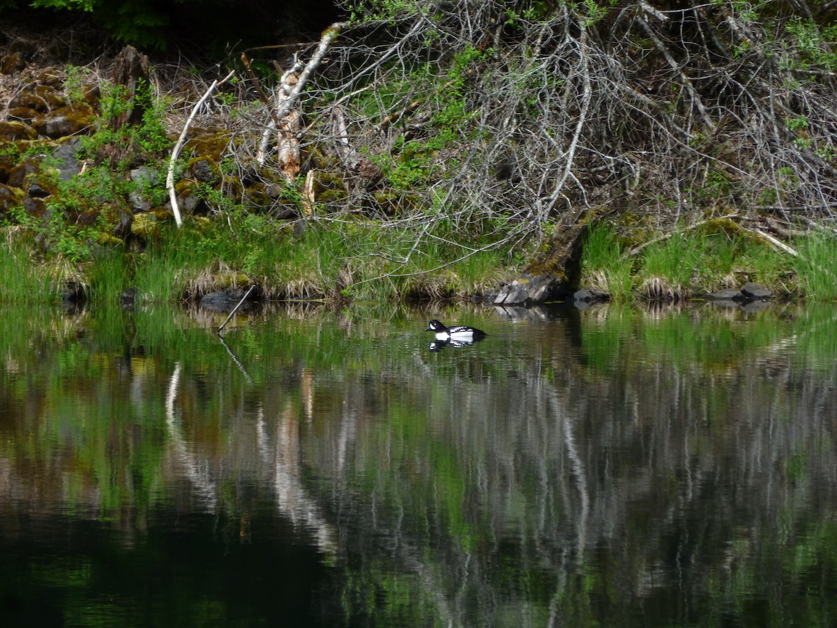 Barrow's Goldeneye - ML647232581
