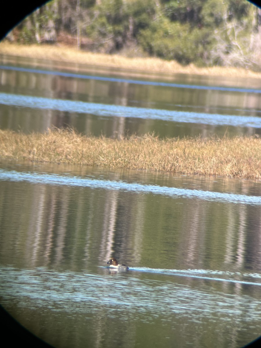 Schellente - ML647232583